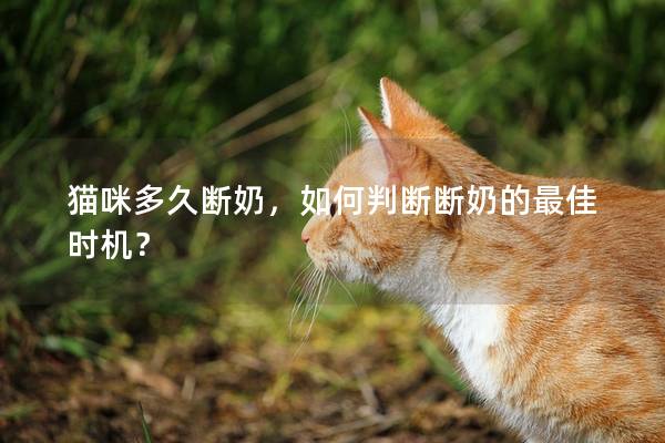 猫咪多久断奶，如何判断断奶的最佳时机？