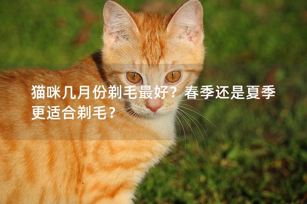 猫咪几月份剃毛最好？春季还是夏季更适合剃毛？