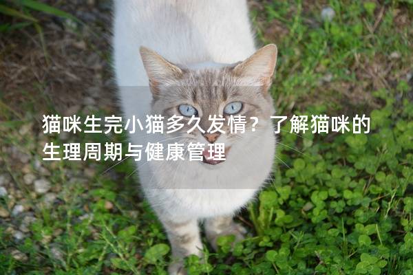 猫咪生完小猫多久发情？了解猫咪的生理周期与健康管理