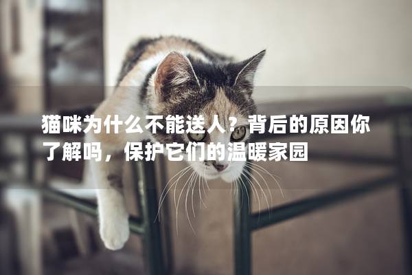 猫咪为什么不能送人？背后的原因你了解吗，保护它们的温暖家园