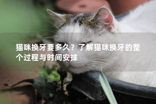 猫咪换牙要多久？了解猫咪换牙的整个过程与时间安排