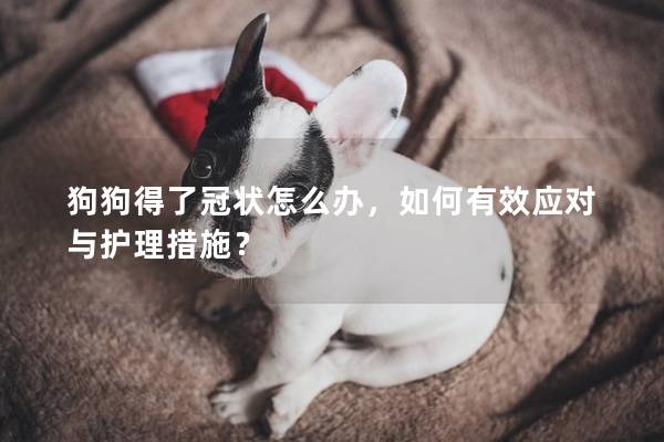 狗狗得了冠状怎么办，如何有效应对与护理措施？