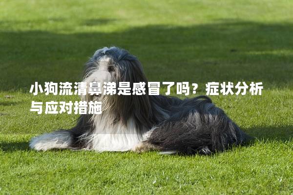 小狗流清鼻涕是感冒了吗？症状分析与应对措施