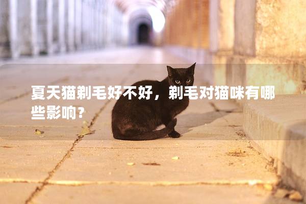 夏天猫剃毛好不好，剃毛对猫咪有哪些影响？