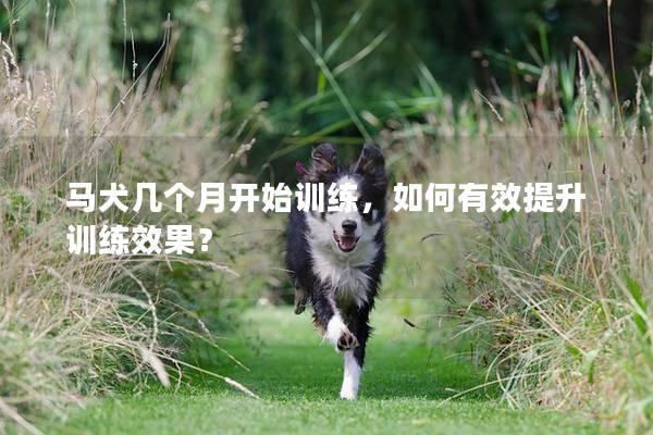 马犬几个月开始训练，如何有效提升训练效果？