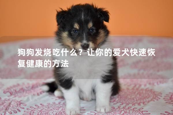 狗狗发烧吃什么？让你的爱犬快速恢复健康的方法