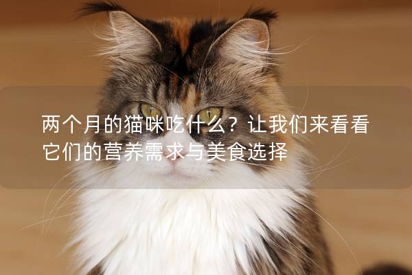 两个月的猫咪吃什么？让我们来看看它们的营养需求与美食选择