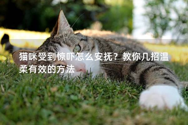 猫咪受到惊吓怎么安抚？教你几招温柔有效的方法