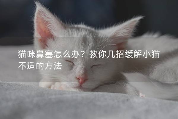 猫咪鼻塞怎么办？教你几招缓解小猫不适的方法