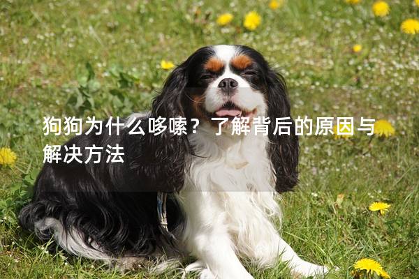 狗狗为什么哆嗦？了解背后的原因与解决方法