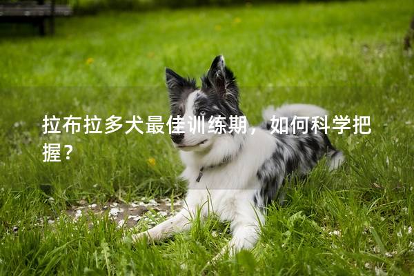 拉布拉多犬最佳训练期，如何科学把握？