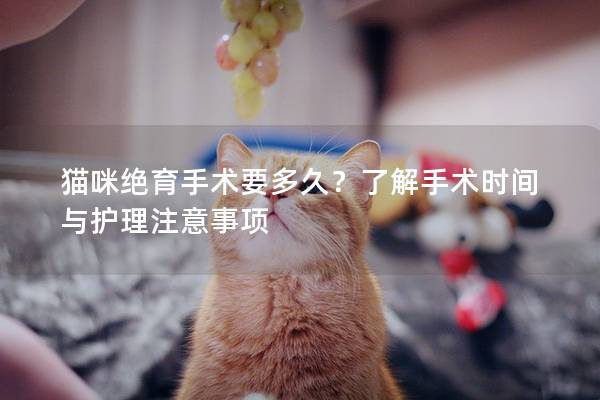 猫咪绝育手术要多久？了解手术时间与护理注意事项