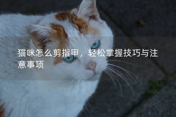 猫咪怎么剪指甲，轻松掌握技巧与注意事项