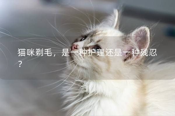 猫咪剃毛，是一种护理还是一种残忍？