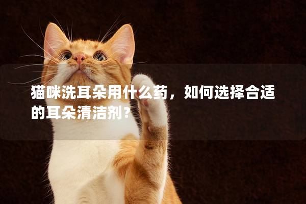 猫咪洗耳朵用什么药，如何选择合适的耳朵清洁剂？