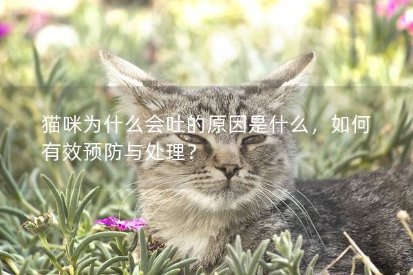 猫咪为什么会吐的原因是什么，如何有效预防与处理？