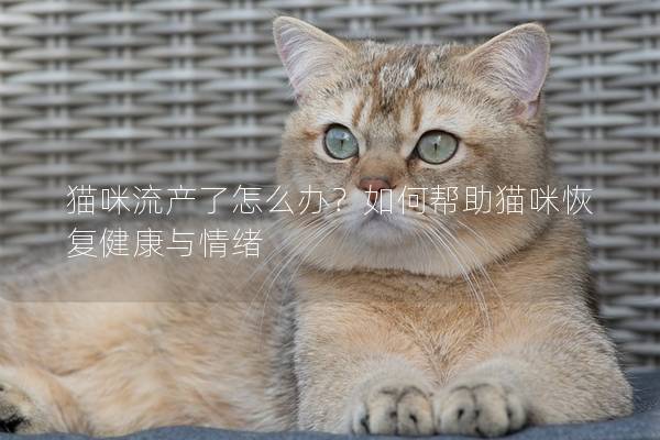 猫咪流产了怎么办？如何帮助猫咪恢复健康与情绪