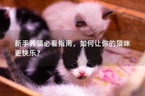 新手养猫必看指南，如何让你的猫咪更快乐？