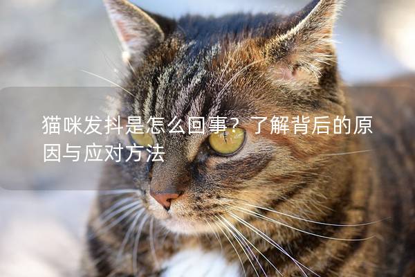 猫咪发抖是怎么回事？了解背后的原因与应对方法