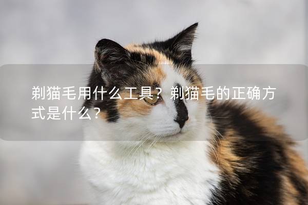 剃猫毛用什么工具？剃猫毛的正确方式是什么？