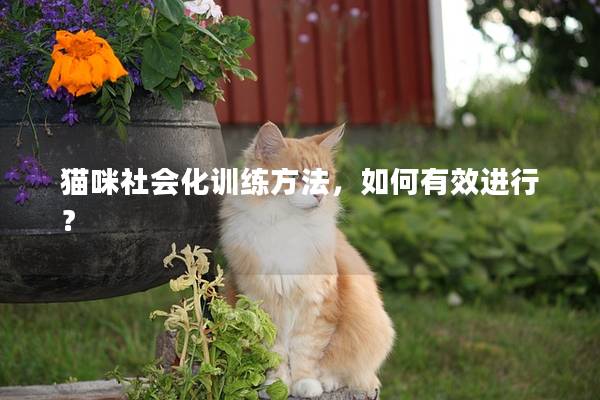 猫咪社会化训练方法，如何有效进行？