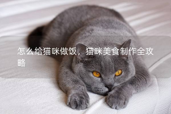 怎么给猫咪做饭，猫咪美食制作全攻略