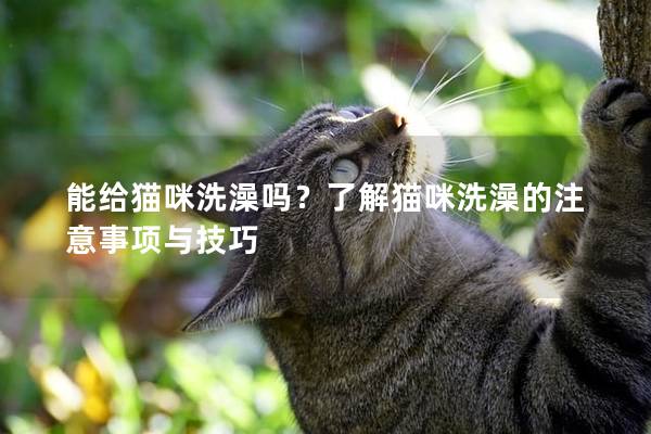 能给猫咪洗澡吗？了解猫咪洗澡的注意事项与技巧