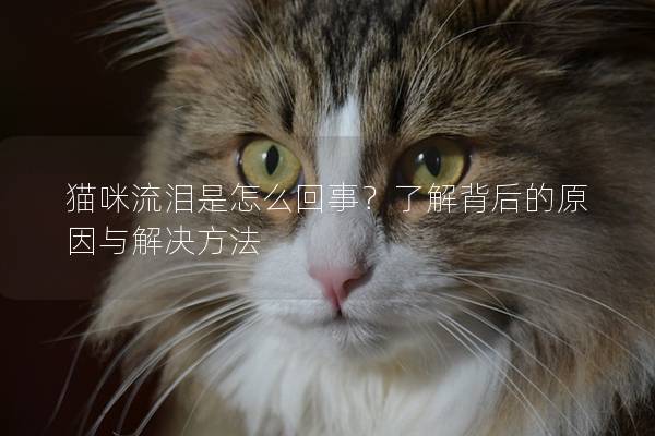 猫咪流泪是怎么回事？了解背后的原因与解决方法