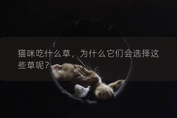 猫咪吃什么草，为什么它们会选择这些草呢？