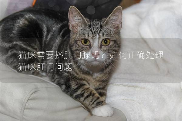 猫咪需要挤肛门腺吗？如何正确处理猫咪肛门问题