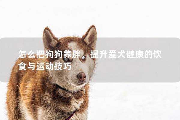 怎么把狗狗养胖，提升爱犬健康的饮食与运动技巧