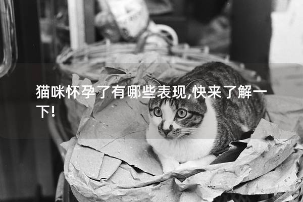 猫咪怀孕了有哪些表现,快来了解一下!