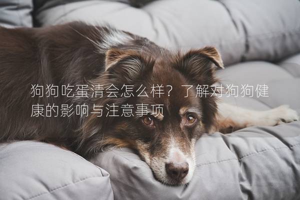 狗狗吃蛋清会怎么样？了解对狗狗健康的影响与注意事项