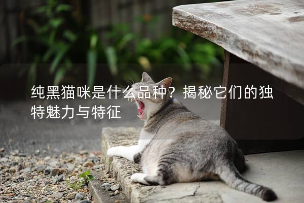 纯黑猫咪是什么品种？揭秘它们的独特魅力与特征