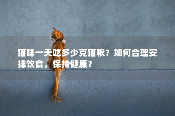 猫咪一天吃多少克猫粮？如何合理安排饮食，保持健康？