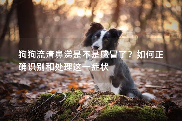 狗狗流清鼻涕是不是感冒了？如何正确识别和处理这一症状