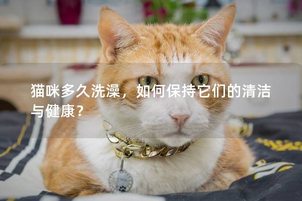 猫咪多久洗澡，如何保持它们的清洁与健康？