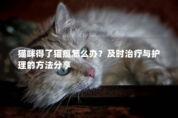 猫咪得了猫瘟怎么办？及时治疗与护理的方法分享