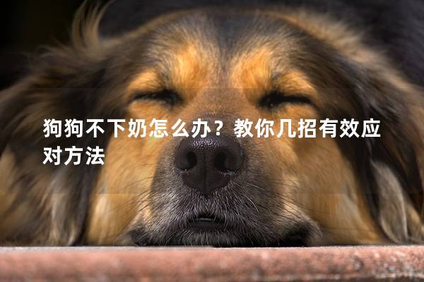 狗狗不下奶怎么办？教你几招有效应对方法