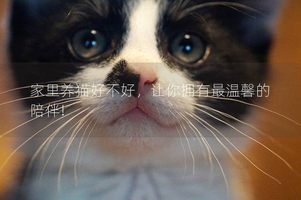 家里养猫好不好，让你拥有最温馨的陪伴!