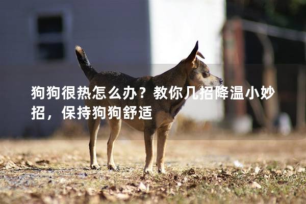 狗狗很热怎么办？教你几招降温小妙招，保持狗狗舒适