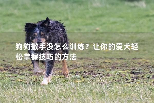 狗狗撒手没怎么训练？让你的爱犬轻松掌握技巧的方法