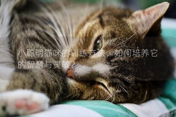 小聪明猫咪的训练方法，如何培养它的智慧与灵敏？