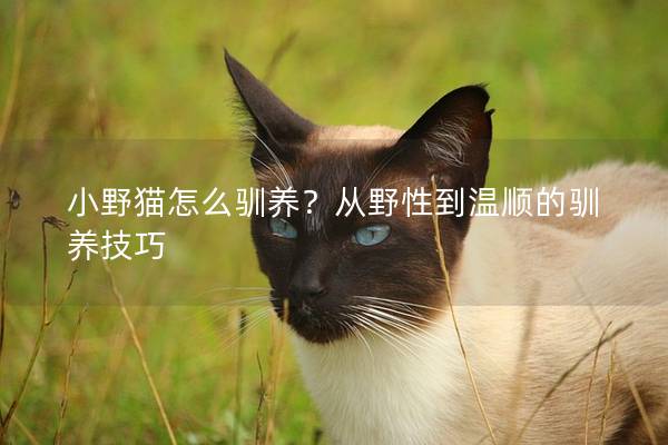 小野猫怎么驯养？从野性到温顺的驯养技巧