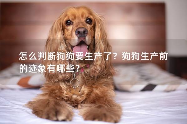 怎么判断狗狗要生产了？狗狗生产前的迹象有哪些？