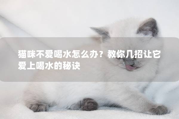 猫咪不爱喝水怎么办？教你几招让它爱上喝水的秘诀