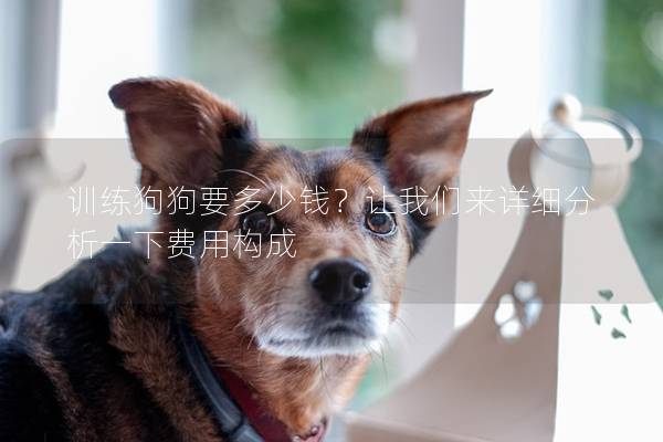 训练狗狗要多少钱？让我们来详细分析一下费用构成