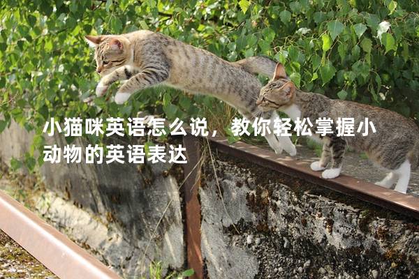 小猫咪英语怎么说，教你轻松掌握小动物的英语表达