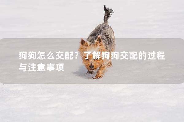 狗狗怎么交配？了解狗狗交配的过程与注意事项