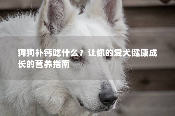 狗狗补钙吃什么？让你的爱犬健康成长的营养指南